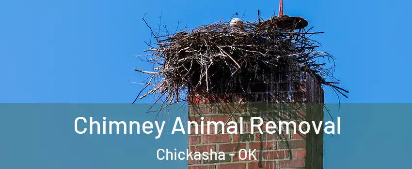  Chimney Animal Removal Chickasha - OK
